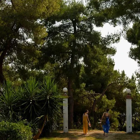 Oasis *